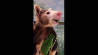 Tree kangaroo adorably snacks on leafy greens at local zoo - Fox News