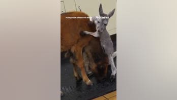 Baby bison, joey kangaroo become UNLIKELY friends at park