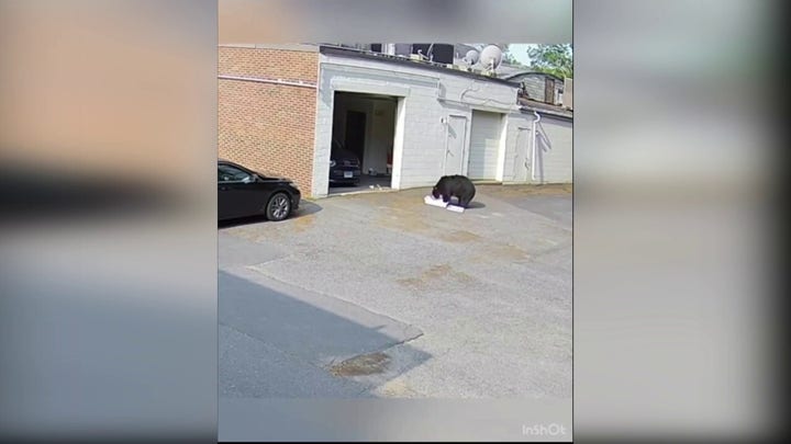 Connecticut bakery workers terrified after black bear barges in, helps itself to 60 cupcakes