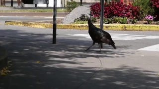 Popular turkey seen going for a stroll on busy street - Fox News