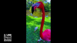 Flamingo in Florida eats snacks from person’s hand - Fox News