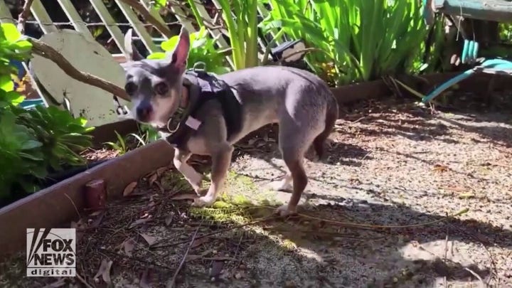 Adoptable dog in California looking for her forever home: Meet Platinum