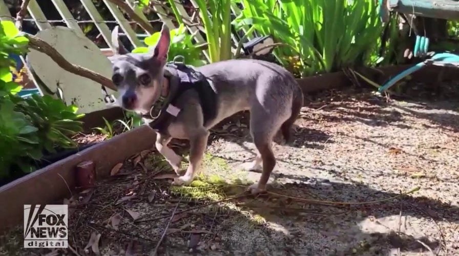 Adoptable dog in California looking for her forever home: Meet Platinum