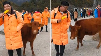 Man eating corn gets unexpected attention from hungry cattle at crowded riverfront