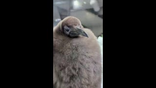 Viral king penguin Pesto of Australia has a gender reveal party - Fox News