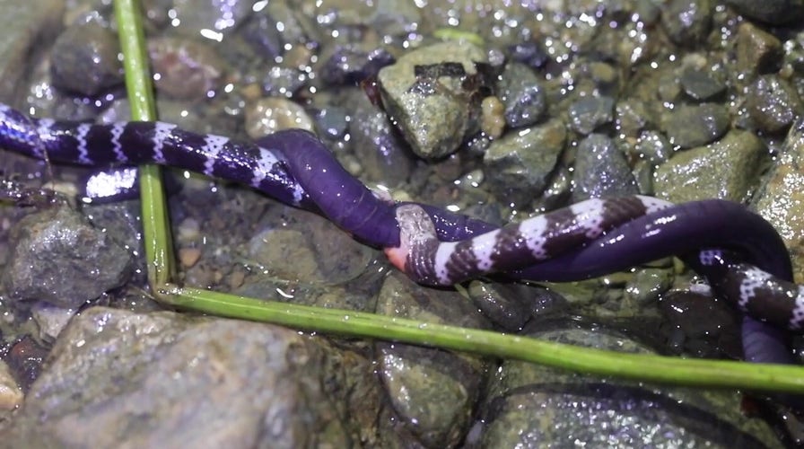 Two wild snakes caught on video fighting for a meal in the Colombian rainforest