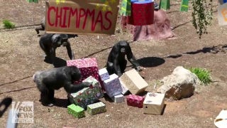 Chimps in Australia 'go bananas' for Christmas gifts - Fox News