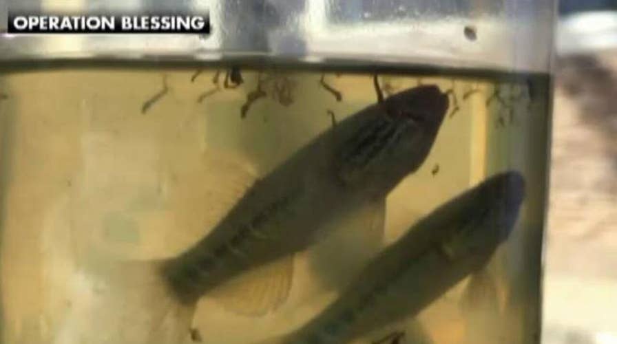 Modern-day saving grace: Fish used to fight Zika virus