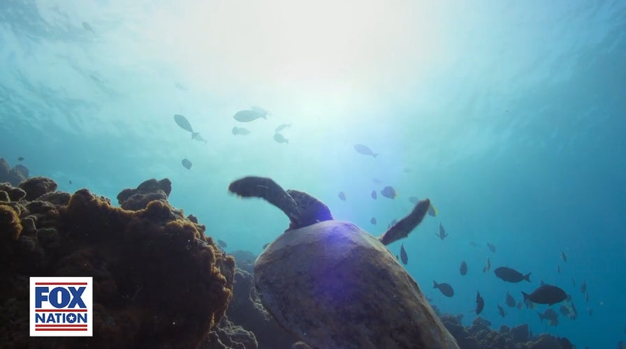 Fox Nation's 'A Year on Planet Earth': Maldives marine life
