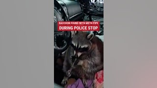 Police caught a pet raccoon named Chewy trying to smoke a meth pipe during a routine traffic stop - Fox News
