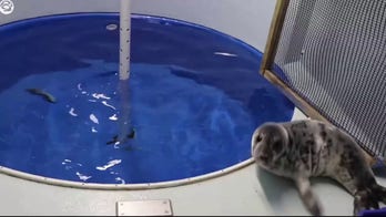 Seal pup found in Maine woods enjoys first swim and snack upon graduation