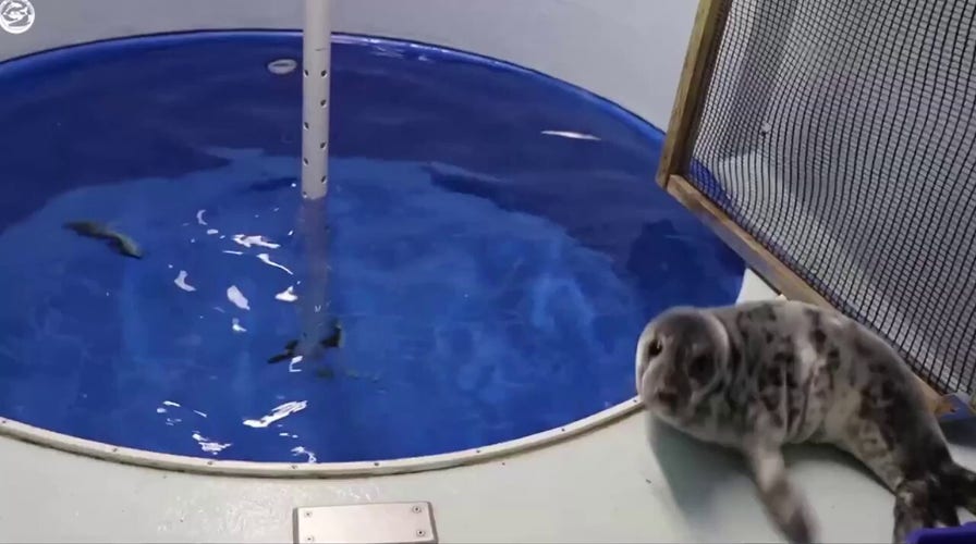 Seal pup found in Maine woods enjoys first swim and snack upon graduation