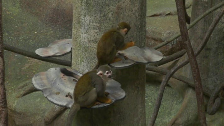 Zoo animals chow down on rare cicadas