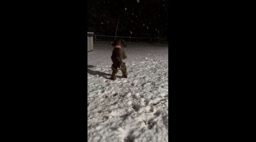 Adorable dog spotted jumping for snowflakes in town’s winter wonderland