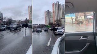Escaped ostrich trots through traffic in South Korea - Fox News