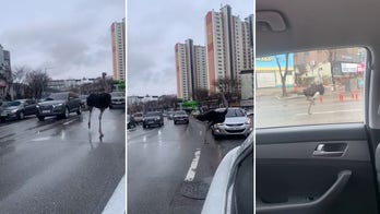 Escaped ostrich trots through traffic in South Korea