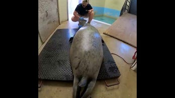 Harbor seal gets his weigh-in at Milwaukee zoo