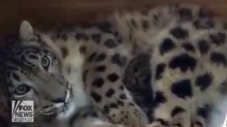 Gorgeous leopard born at local zoo in 'incredibly rare' moment - Fox News