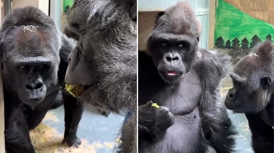 Gorilla quietly returns snack, stares intently as zoo companion enjoys new treat
