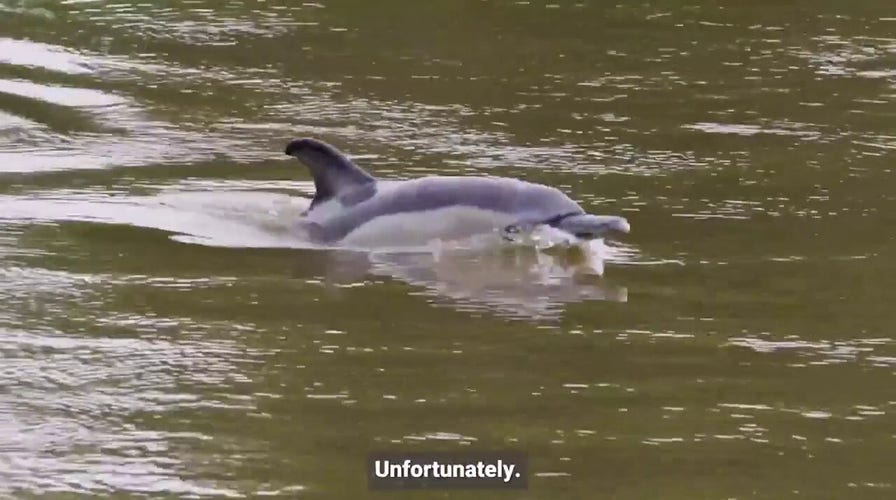 Dolphin spotted far inland, experts say ‘red flag’