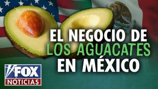 ¿Cárteles y Aguacates? - Fox News
