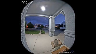 Sneaky raccoon raids family's dog food delivery in late-night porch heist
