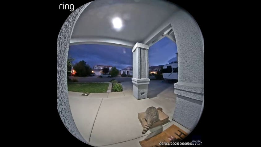 Sneaky raccoon raids family's dog food delivery in late-night porch heist