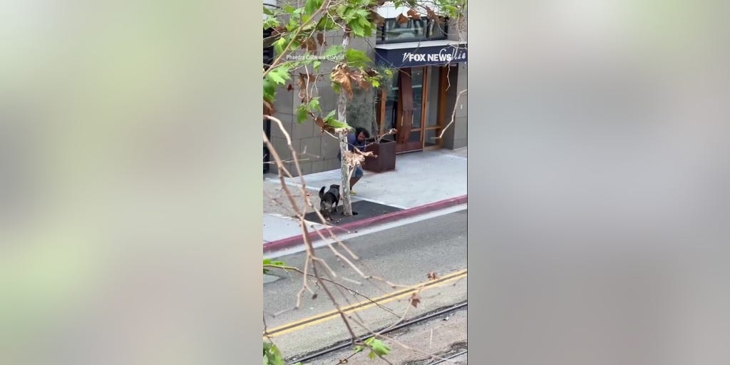 Police dog TAKES DOWN suspect armed with cane