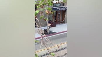 Police dog TAKES DOWN suspect armed with cane 