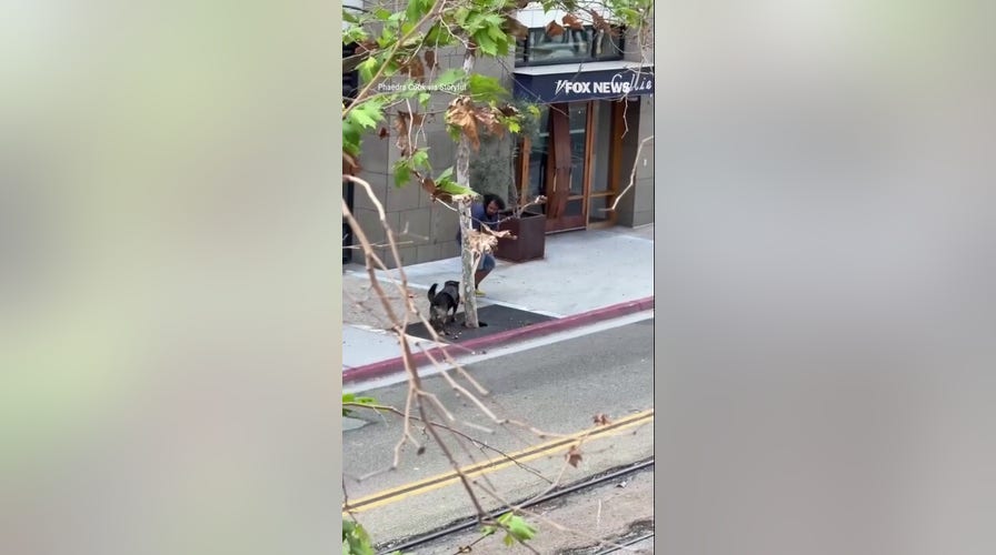 Police dog TAKES DOWN suspect armed with cane 