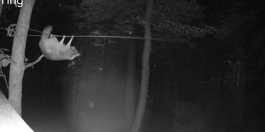 Sneaky raccoon surprises residents after being caught stealing using clever trick