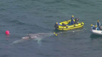 Whale rescued from shark nets in Australia
