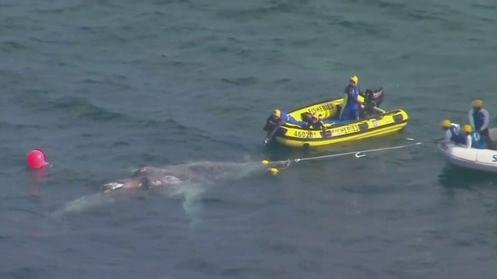 Whale rescued from shark nets in Australia