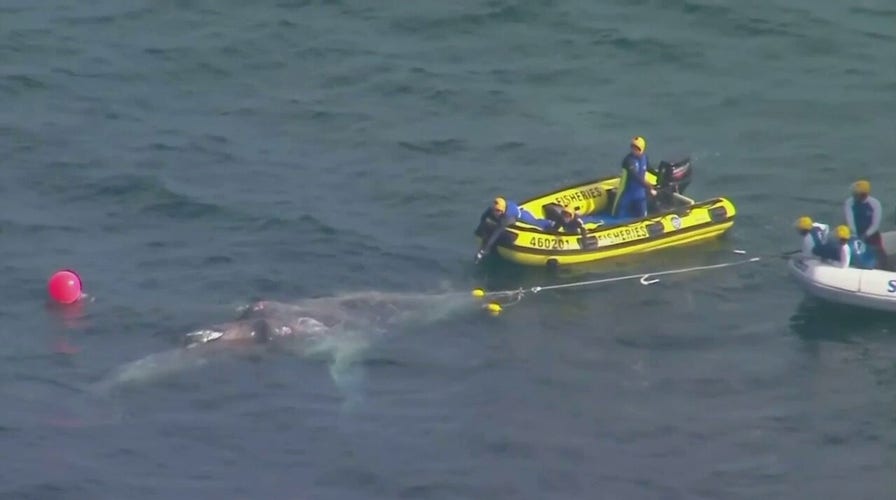 Whale rescued from shark nets in Australia
