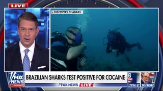 Scientists find sharks are ingesting cocaine - Fox News