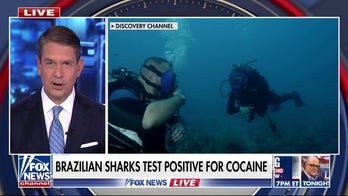 Scientists find sharks are ingesting cocaine