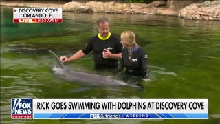 Rick Reichmuth takes a dive with the dolphins at Discovery Cove - Fox News