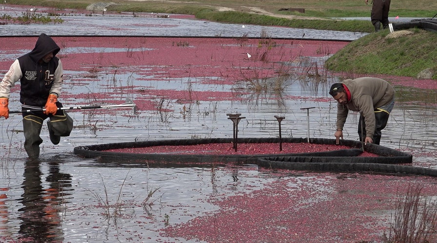 Rising costs forcing cranberry farmers to sell unused bogs for wetlands