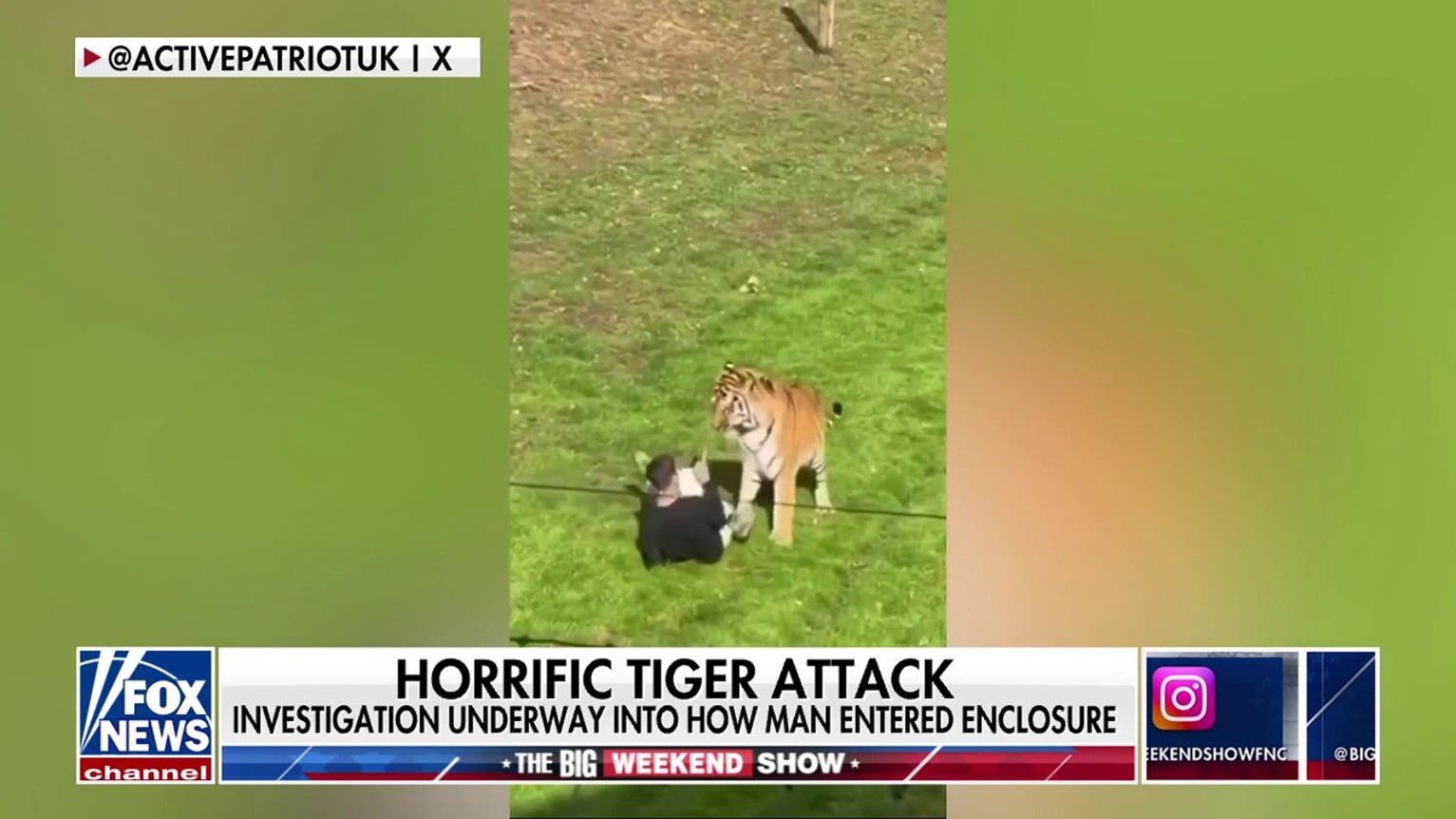 Tomi Lahren defends tiger after fatal wildlife park encounter