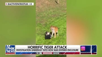 Tomi Lahren defends tiger after fatal wildlife park encounter