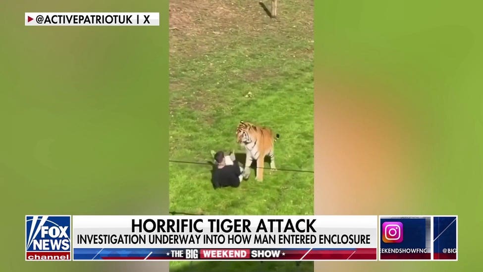 Tomi Lahren defends tiger after fatal wildlife park encounter