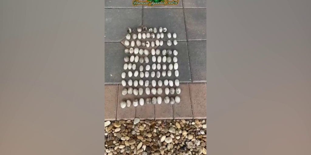 Professional exterminator discovers 'record' number of iguana eggs laid on Florida property