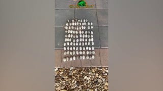 Professional exterminator discovers 'record' number of iguana eggs laid on Florida property