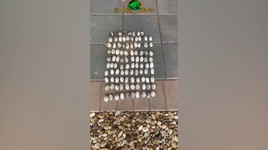 Professional exterminator discovers 'record' number of iguana eggs laid on Florida property