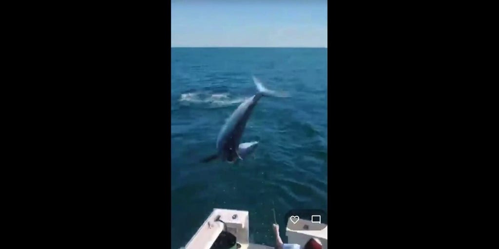Huge Mako shark jumps on board of fishing boat off of the coast of