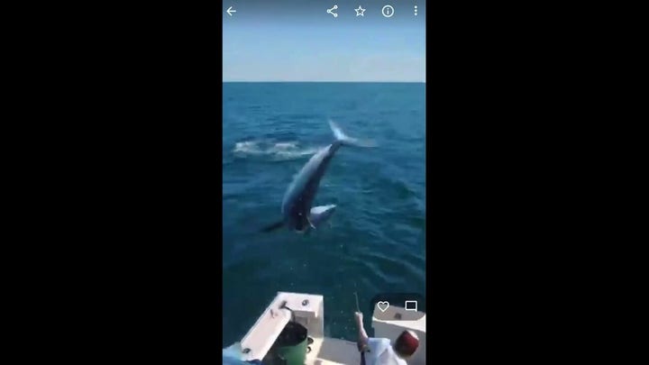 Huge Mako shark jumps on board of fishing boat off of the coast of Maine