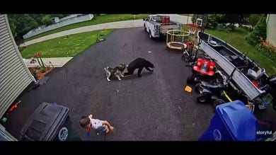 Brave family husky saves child from bear during frightening home encounter