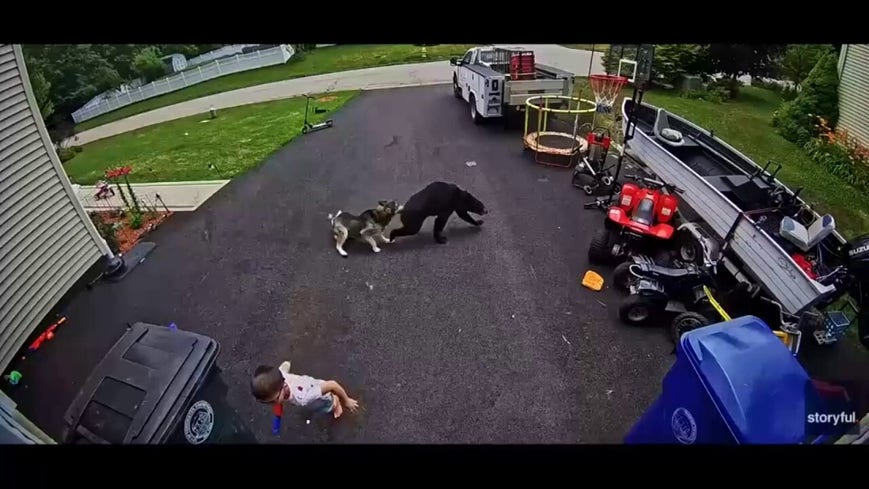 Brave family husky saves child from bear during frightening home encounter