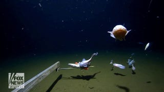 New record set for deepest fish ever filmed: See the amazing video! - Fox News