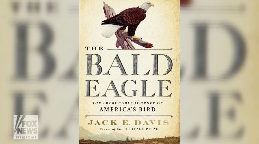 Why the Bald Eagle is the most hardcore bird in the history of
